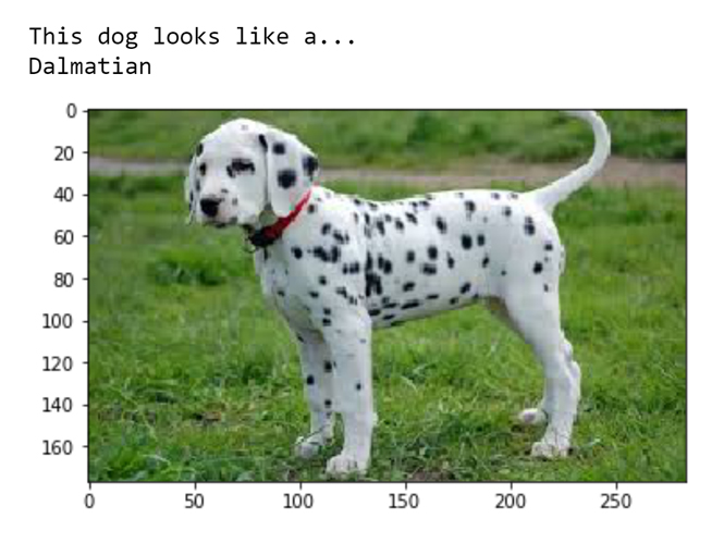 Dog breed classifier with CNNs